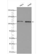 MAML1 Polyclonal antibody 55493-1-AP proteintech