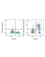 Anti-Mouse CD73 Rabbit Recombinant Antibody Proteintech  98199-1-RR