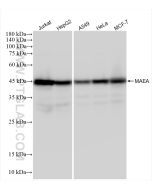 MAEA Recombinant monoclonal antibody Proteintech  83267-4-RR