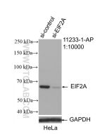 EIF2A/CDA02 Polyclonal antibody Proteintech  11233-1-AP