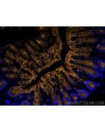 Anti-Mouse E-cadherin (DECMA-1) Proteintech  65241-1-Ig