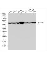 SWAP70 Recombinant monoclonal antibody Proteintech  83646-6-RR
