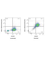 Anti-Human ICOS/CD278 Rabbit Recombinant Antibody Proteintech  98214-1-RR