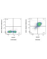 Anti-Mouse LAG-3/CD223 Rabbit Recombinant Antibody Proteintech  98167-1-RR