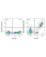 Anti-Human CEACAM1/3/6 (CD66a/c/d) Rabbit Recombinant Antibody Proteintech  98061-1-RR