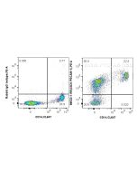 Anti-Human CD31 Rabbit Recombinant Antibody Proteintech  98533-1-RR