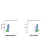 Anti-Human CD99 Rabbit Recombinant Antibody Proteintech  98174-1-RR