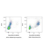 Anti-Biotin Rabbit Recombinant Antibody Proteintech  98598-1-RR