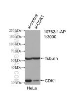 CDK1 Polyclonal antibody Proteintech  10762-1-AP