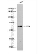 GBP4 Recombinant monoclonal antibody Proteintech  83699-4-RR
