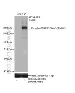 Phospho-PERK/EIF2AK3 (Thr982) Recombinant monoclonal antibody Proteintech  82534-1-RR