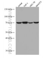 ATG7 Monoclonal antibody Proteintech  67341-1-Ig