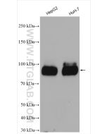 PROX1 Polyclonal antibody Proteintech  11067-2-AP