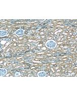 KEAP1 Monoclonal antibody 60027-1-Ig proteintech