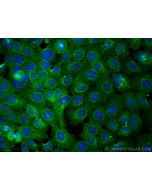STOML2 Monoclonal antibody, PBS Only 60052-1-PBS proteintech