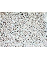 KCNMB4 Monoclonal antibody, PBS Only 60122-1-PBS proteintech