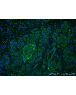 Chromogranin A Monoclonal antibody 60135-2-Ig proteintech