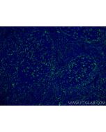 CD11c Monoclonal antibody 60258-1-Ig proteintech