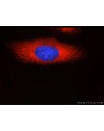 SND1 Monoclonal antibody 60265-1-Ig proteintech