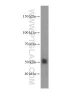NR1H2 Monoclonal antibody, PBS Only 60345-1-PBS proteintech