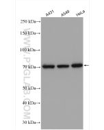 KU70,XRCC6 Polyclonal antibody Proteintech  10723-1-AP