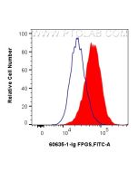 FPGS Monoclonal antibody 60635-1-Ig proteintech