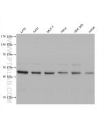 SAV1 Monoclonal antibody, PBS Only 60903-1-PBS proteintech