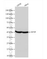 EIF3F Recombinant monoclonal antibody Proteintech  84131-2-RR