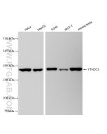 YTHDC2 Recombinant monoclonal antibody Proteintech  83970-1-RR