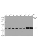 Beta Tubulin Recombinant monoclonal antibody Proteintech  80713-1-RR