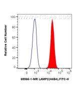 Anti-Human CD107b / LAMP2 (H4B4) Mouse IgG2a Recombinant Antibody, PBS Only 65566-1-PBS proteintech
