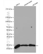 GABARAP Polyclonal antibody Proteintech  18723-1-AP