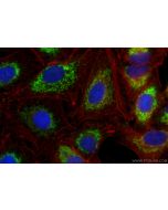 TST Monoclonal antibody, PBS Only 66018-1-PBS proteintech