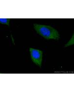 PA2G4 Monoclonal antibody, PBS Only (Detector) 66055-1-PBS proteintech