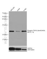 Phospho-TDP43 (Ser403/404) Monoclonal antibody 66079-1-Ig proteintech