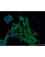 CISD2-Specific Monoclonal antibody, PBS Only 66082-1-PBS proteintech