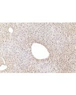 AEBP2 Monoclonal antibody, PBS Only 66141-1-PBS proteintech