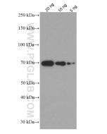 Bovine BSA Monoclonal antibody, PBS Only 66201-1-PBS proteintech