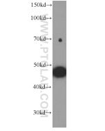 MYOD1 Monoclonal antibody 66214-1-Ig proteintech