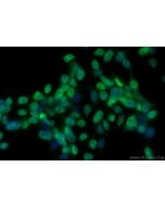 TLE1 Monoclonal antibody, PBS Only 66216-1-PBS proteintech