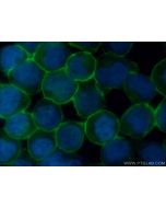 CD43 Monoclonal antibody, PBS Only 66224-1-PBS proteintech