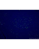 CD68 Monoclonal antibody, PBS Only 66231-2-PBS proteintech