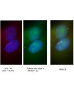 Tubulin Beta Class V Monoclonal antibody 66362-1-Ig proteintech