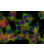 SKAP2 Monoclonal antibody 66367-1-Ig proteintech