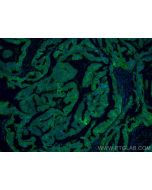 PGRMC1 Monoclonal antibody, PBS Only 66372-1-PBS proteintech