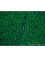 Plasminogen Monoclonal antibody, PBS Only 66399-1-PBS proteintech