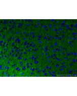 Syntaxin 1B Monoclonal antibody, PBS Only 66437-1-PBS proteintech