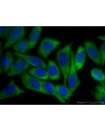 EIF2A/CDA02 Monoclonal antibody, PBS Only 66482-1-PBS proteintech