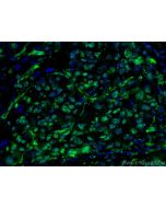 WWTR1/TAZ Monoclonal antibody, PBS Only 66500-1-PBS proteintech