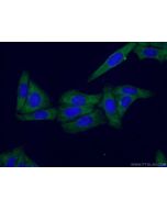 CNOT1 Monoclonal antibody, PBS Only 66507-1-PBS proteintech